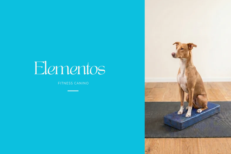 elementos fitness canino