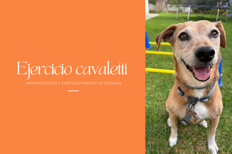 Ejercicio de Cavaletti: Propiocepción y fortalecimiento de espalda