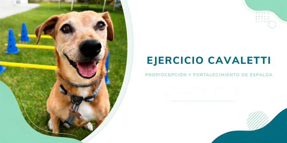 Ejercicio de Cavaletti: Propiocepción y fortalecimiento de espalda